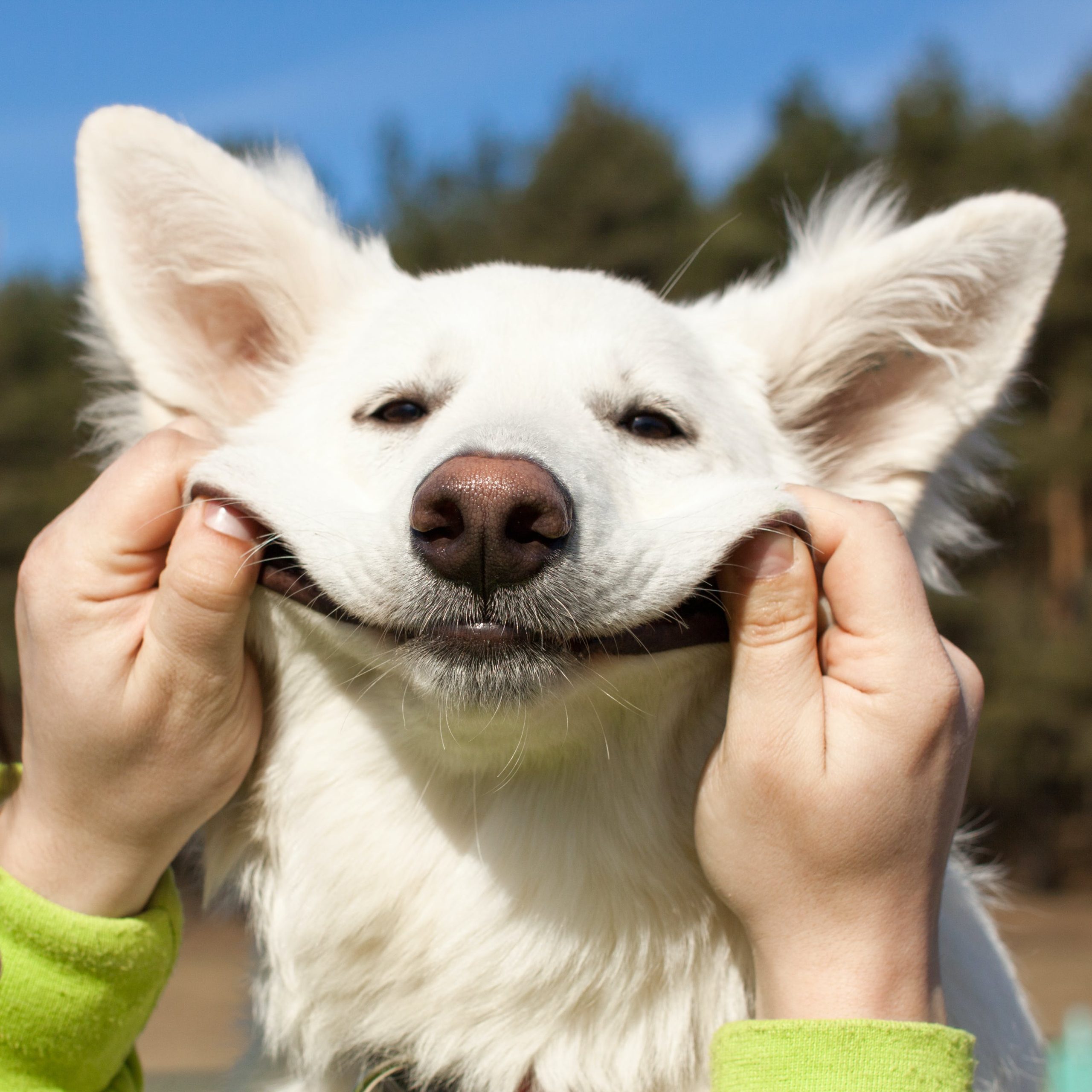 Salud Dental en Perros: Prevención y Cuidados
